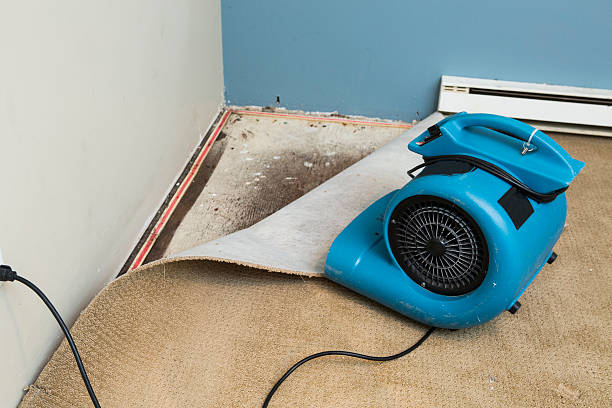 Best Flood restoration services  in Delmont, PA